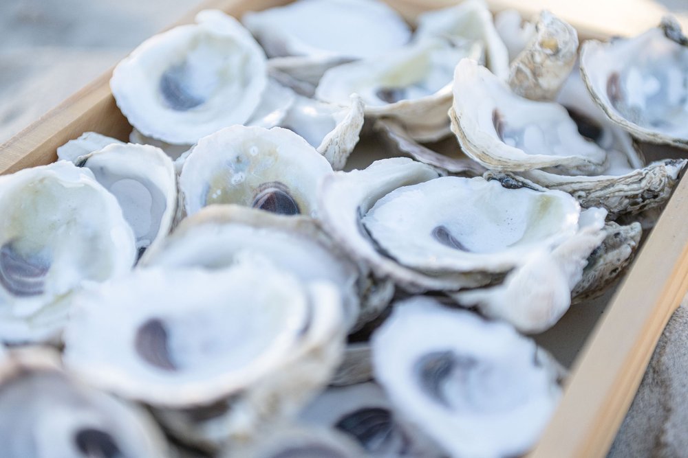 tray of oysters laying on a beach blanket in Wilmington, North Carolina