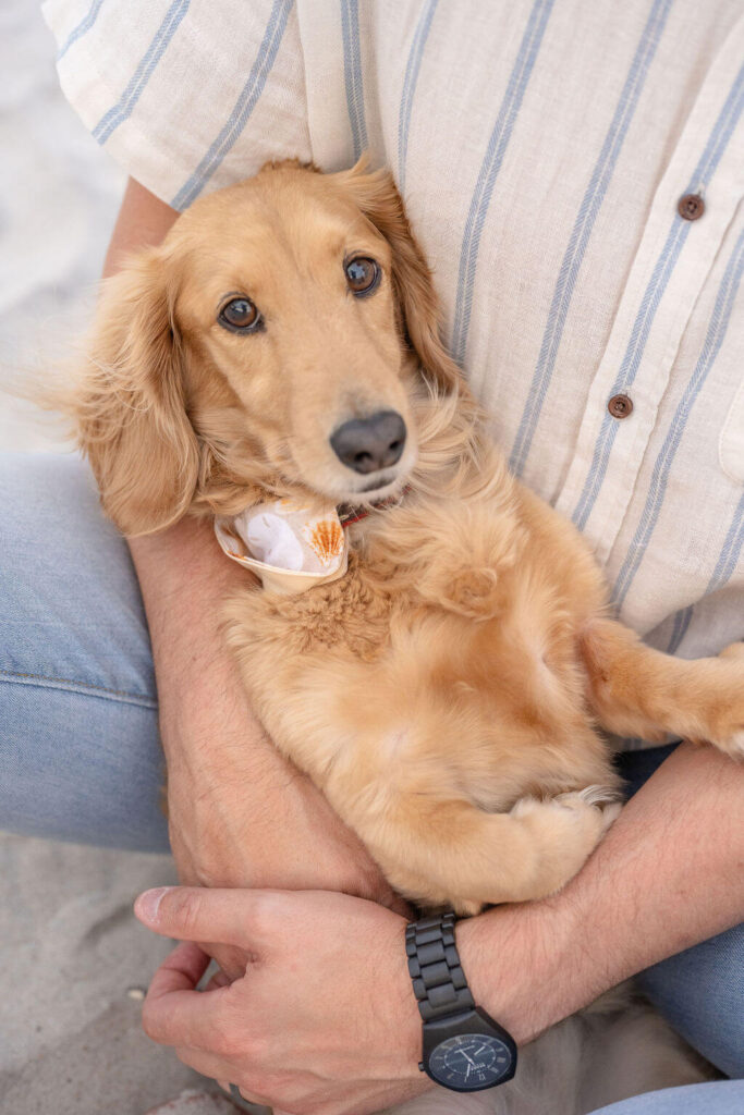 The cutest golden dachsund on the beach in North Carolina for her family photoshoot!